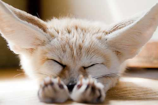 Illustration for article titled A message from team fennec fox.